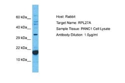 RPL27A Rabbit anti-Human, Polyclonal, Novus Biologicals 0.1 mL | Buy Online | Novus Biologicals | Fisher Scientific